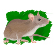 08-Raton