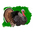 17-Pavo