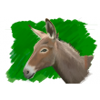 18-Burro