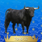 02-Toro