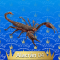04-Alacran