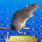 08-Raton