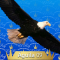 09-Aguila
