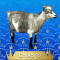 19-Chivo