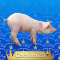 20-Cochino