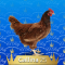 25-Gallina