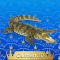 30-Caiman