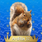 32-Ardilla