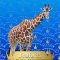35-Jirafa